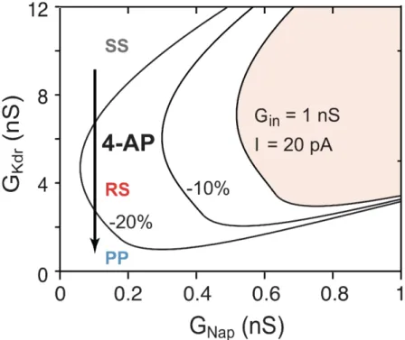 Figure  10-Figure  supplement  2.  Influence  of  input  conductance  changes  on  the  bifurcation diagram