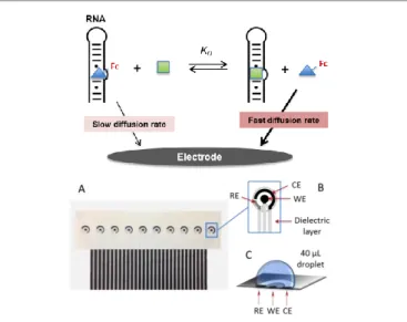 Fig  1.  Top:  General  principle  of  the  homogeneous  competitive  electrochemical  binding assay