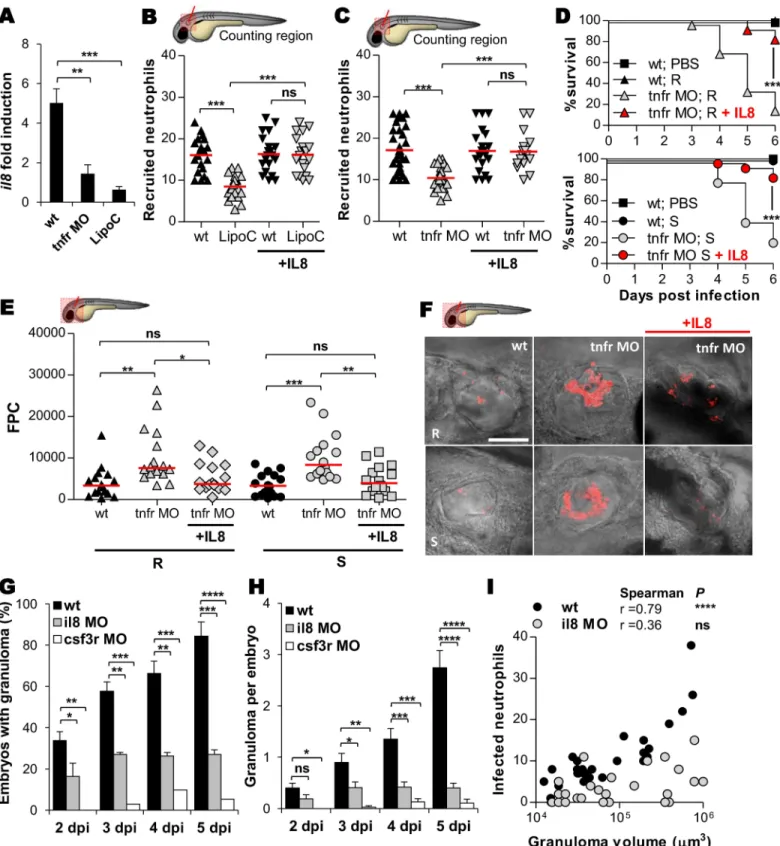 Fig 8. IL8-dependent mobilization of neutrophils is crucial for controlling M. abscessus infection and elaborating granulomas