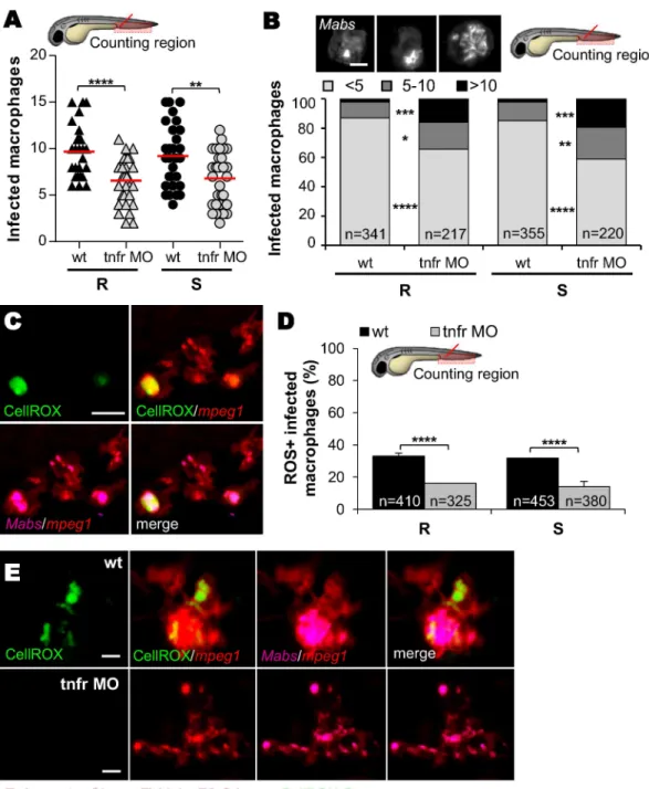 Fig 3. Inhibition of intramacrophage Mabs growth correlates with TNF-mediated ROS production