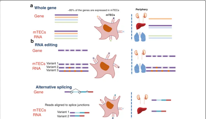 Fig. 6 Self-representation in mTECs is expanded by extensive RNA processing. a Schematic representation of the comprehensive gene expression in the mTECs