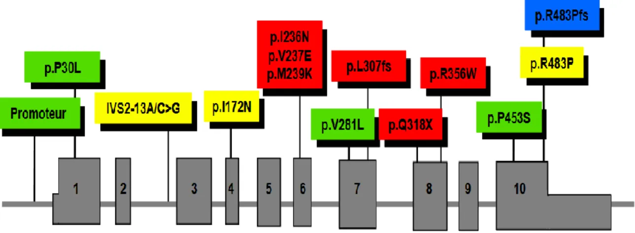 Figure 4 : Mutations les plus fréquentes du gène CYP21A2  D’après R. Menassa et al., 2009 [31] 