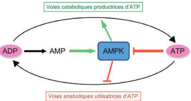 Figure  9:  Schéma  global  de  la  régulation  de l’AMPK  en  cas  de  stress.  En  situation  de  carence énergétique, le niveau d’AMP intracellulaire augmente et l’AMPK est activée