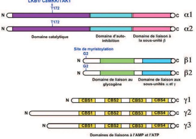 Figure 10: Les sept gènes codant les trois sous-unités de l’AMPK. 