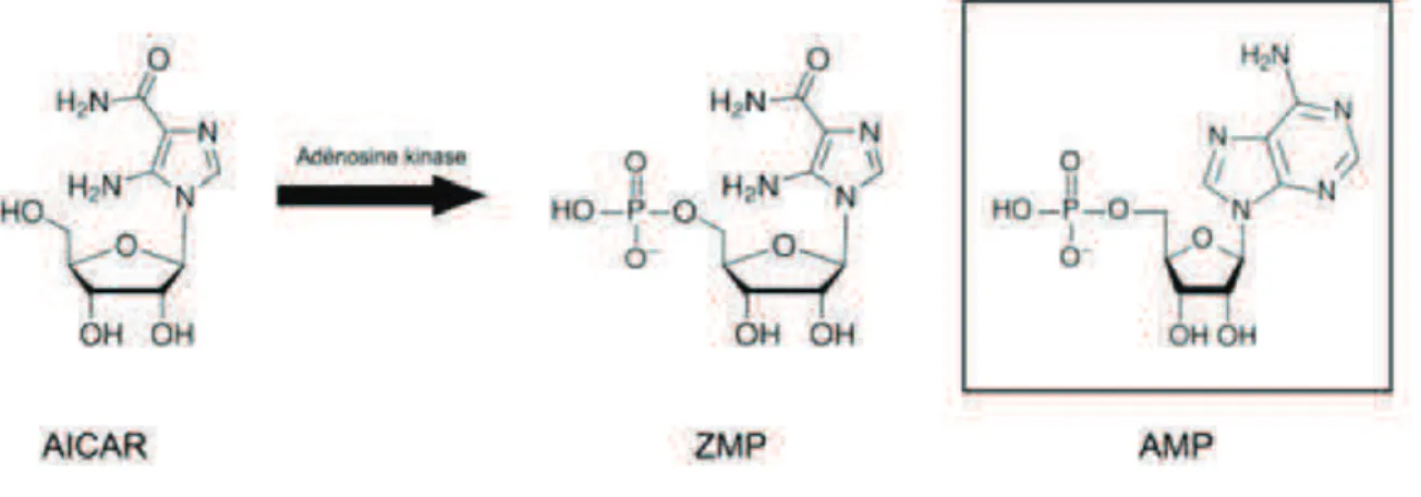 Figure 12: Structure chimique de l’AICAR, du ZMP et de l’AMP. 