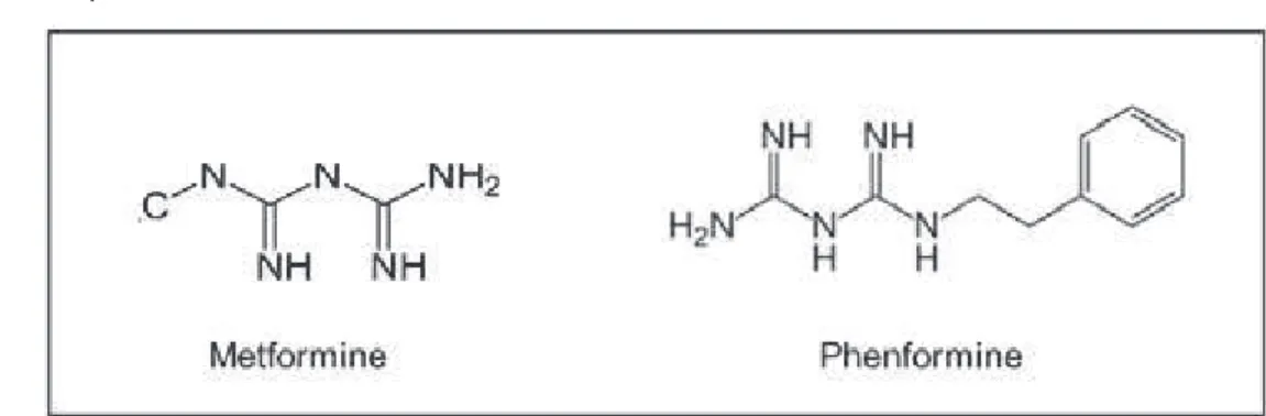 Figure 13: Structure chimique de la metformine et de la phenformine. 