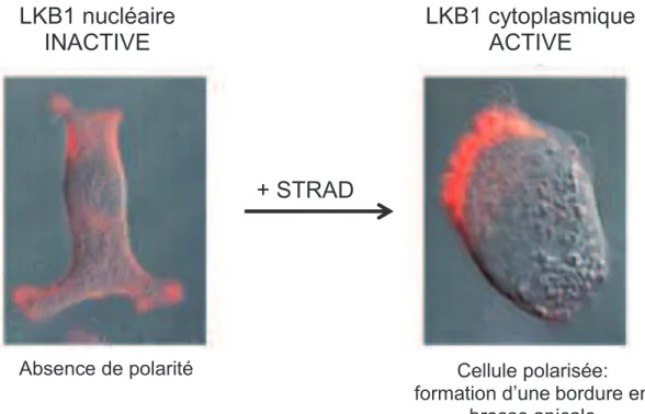 Figure  14:  Induction  de  la  polarisation  des  cellules  épithéliales  intestinale  LS174T  (surexprimant  LKB1  exogène)  suite  à  la    surexpression  de  STRAD  et  donc  l’activation  de  LKB1  (Baas, Kuipers et al
