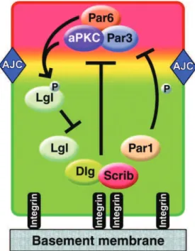 Figure 16: Les mécanismes de base du contrôle de la polarité cellulaire apico-basale :  le  complexe  protéique  Par3-PAR6  se  localise  au  niveau  de  la  membrane  apicale  afin  de  promouvoir  une  identité  de  la  membraire  apicale