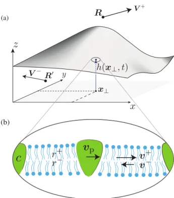Fig. 1 (color online.) Membrane with asymmetric, spanning proteins. (a) Geometric description of a membrane with height h and solvent velocities V ± 
