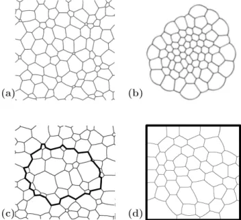 Fig. 1: Various situations for the boundary of a 2D foam. (a):