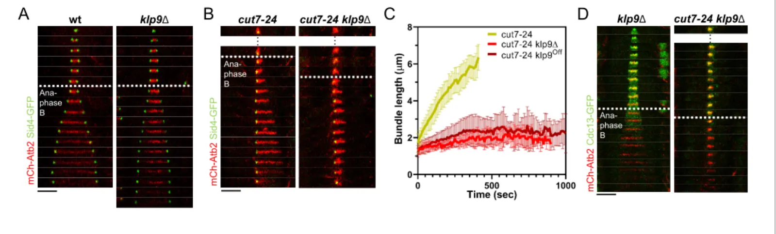 Figure 2. Klp9 promotes microtubule growth during anaphase B in monopolar spindles. (A) Time-lapse images of wild-type and klp9D cells expressing mCherry-Atb2 (tubulin) and Sid4-GFP (SPBs) at 37˚C
