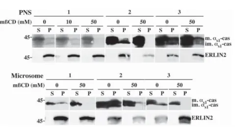 Fig. 7. The DRMs containing a s1 -casein are sensitive to cholesterol depletion. Membrane-bound organelles in PNS or purified rough microsomes fractions were incubated in non-conservative buffer without Tween 20 and saponin, in the absence or the presence 
