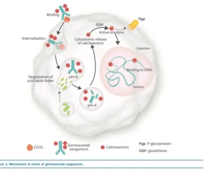 Figure  5  :  Mécanisme  d’action  du  GO(figure  issue  de  « Gemtuzumab  ozogamicin  in  acute  myeloid leukemia: act 2, with perhaps more to come », Hitzler et al, haematologica 2019 54 ) 
