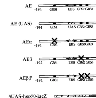 FIG. 1. Structures of lacZ reporter transgenes. Fbp1 sequences between