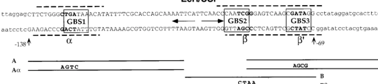 FIG. 3. Structure of the Fbp1 enhancer. The sequence of the Fbp1 enhancer between positions ⫺138 and ⫺69 relative to the Fbp1 transcription start site is in capital letters