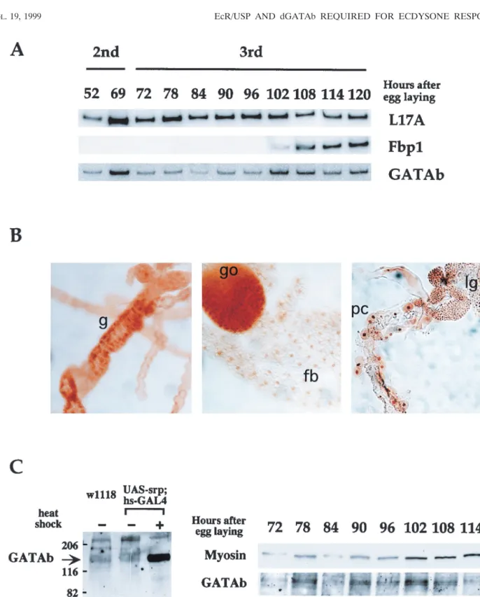 FIG. 4. Expression of GATAb in third-instar larvae. (A) RT-PCR analysis. Total expression of mRNAs for GATAb, Fbp1, and the ribosomal protein L17A was analyzed at specific developmental stages by quantitative RT-PCR using specific primers
