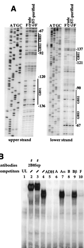 FIG. 5. Bacterially produced or in vitro-translated GATAb binds to the Fbp1 enhancer. (A) An Fbp1 promoter fragment 5⬘ end labelled on the upper or lower strand as indicated was incubated in the absence (lane F) or in the presence of a GST-GATAb fusion pro