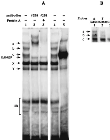 FIG. 6. GATAb in third-instar fat body nuclear extracts binds to the Fbp1 enhancer. (A) Binding of proteins in a nuclear extract from a late-instar fat body was analyzed by a gel shift assay using the Fbp1 enhancer (⫺138/⫺69) as a probe, in the presence or