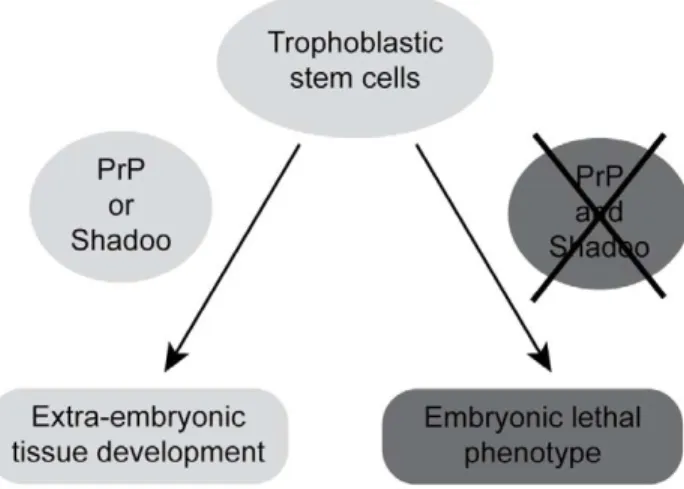 Figure 3. Schematic representation of the embryonic pheno- pheno-type induced by the lack of PrP and Shadoo