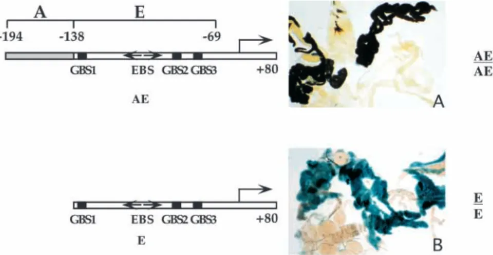 Fig. 1. Analysis of the expression conferred in vivo by the Fbp1 EcRU to the lacZ reporter transgene