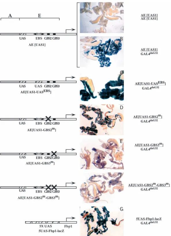 Fig. 2. dGATAb is required for the specific transactivation of the Fbp1 EcRU by GAL4. Late third instar larval tissues from transgenic lines with the indicated genotypes (right-hand side) were dissected and histochemically stained for  β -galactosidase act