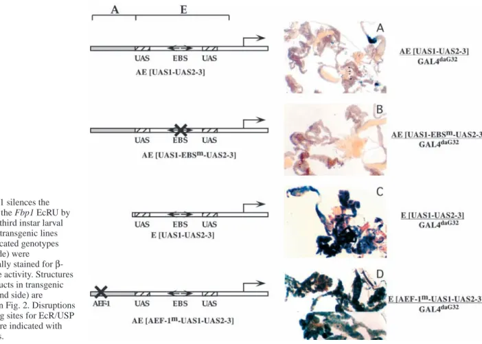 Fig. 4. AEF-1 silences the activation of the Fbp1 EcRU by GAL4. Late third instar larval tissues from transgenic lines with the indicated genotypes (left-hand side) were histochemically stained for  β-galactosidase activity