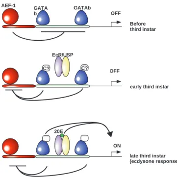 Fig. 5. AEF-1 in third instar fat body nuclear extract binds to element A. Binding of proteins in a nuclear extract from late third instar fat body was analyzed in a gel shift assay using the element A (−194 to
