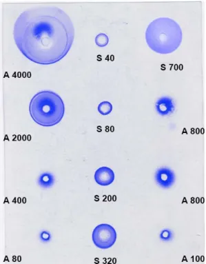 Figure 3: Example of radial immunodiffusion gels obtained for the determination of the  adsorption isotherm of BSA on the nanoparticles