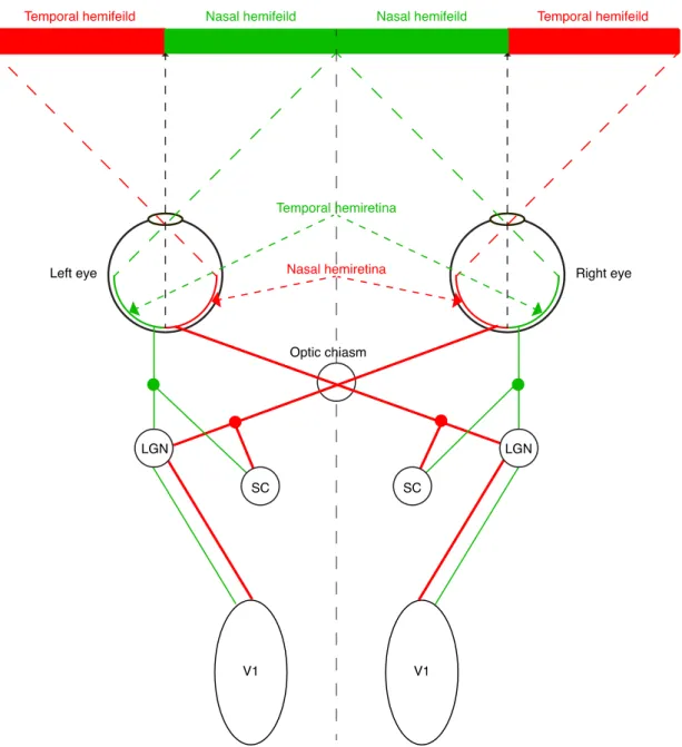 Figure 1. The visual pathways. The figure shows the projections from the nasal (red lines) and  the temporal (green lines) hemifields through the nasal and temporal hemiretinae, to the SC  (the  retinotectal  pathway),  and  through  the  LGN  to  V1  (tha
