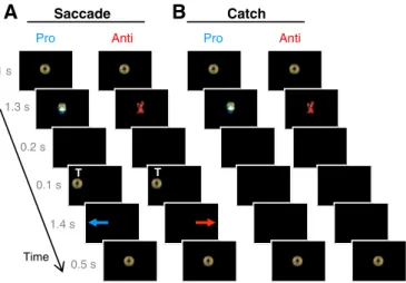 Fig. 1.Behavior paradigm. Participants had to execute two tasks: to look toward peripheral target T position (pro-saccade, blue arrow) upon its appearance, or to prevent from looking at T and instead to direct their eyes to the opposite side (anti-saccade,
