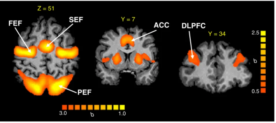 Fig. 3.Saccade brain network. Group beta map (p b 0.05, N12 voxels) of the general contrast all correct saccade trials minus ﬁxation baseline, across all participants, overlaid on a repre- repre-sentative brain (female, age of 25 years)
