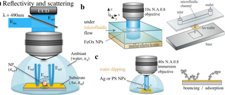Fig. 1    a Principle of reflectivity imaging of scattering NPs at a gold- gold-reflecting surface