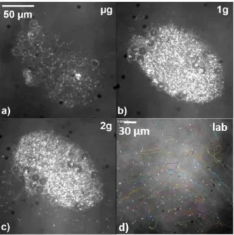 Figure  2:  Visualizations  of  a  large  aggregate  of  self-propelled  micro-rods  in  acoustic  levitation  in  micro-gravity  (a),  1  g  (b)  and  hyper-gravity (c)