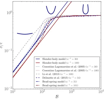 FIG. 7. Scaled maximum amplitude, δ/, versus B. Comparison of the slender-body and bead-spring models presented in Sec