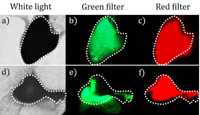 FIG. 9. (color online) Separation of a binary mixture of 1.62 µm red fluorescent particles, and 0.883 µ m green fluorescent particles