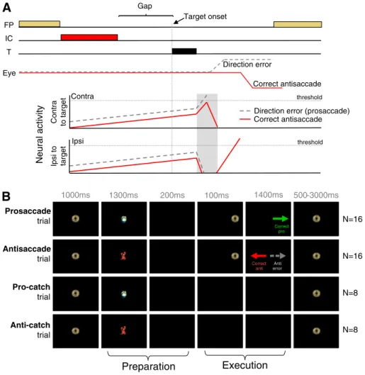 Fig. 1. (A) Accumulator model of antisaccade task performance. When neural activity crosses the saccade threshold, a saccade is triggered