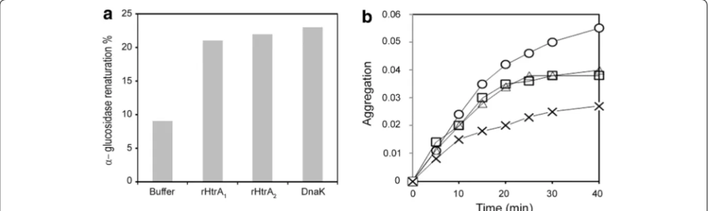 Figure 8  Expression of WT HtrA proteins in S. aureus. Immunoblot analysis using polyclonal anti-rHtrA 1  (a, b) or anti-rHtrA 2  (c, d) sera was  performed on cell lysates of different S