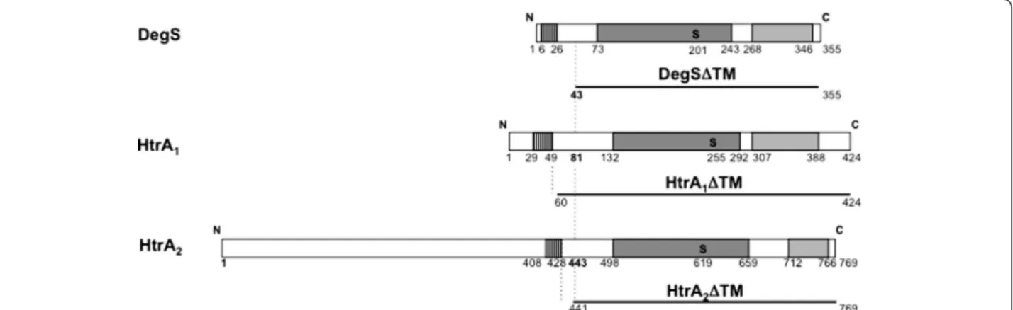 Figure 1  Architecture of staphylococcal HtrA proteins and design of soluble proteins