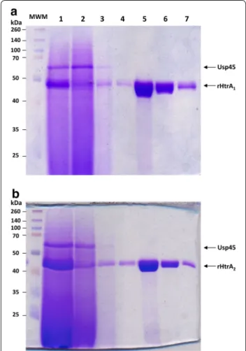 Figure 4  Purification of rHtrA proteins. Each rHtrA protein (rHtrA 1  in  a and rHtrA 2  in b), after production and secretion in L