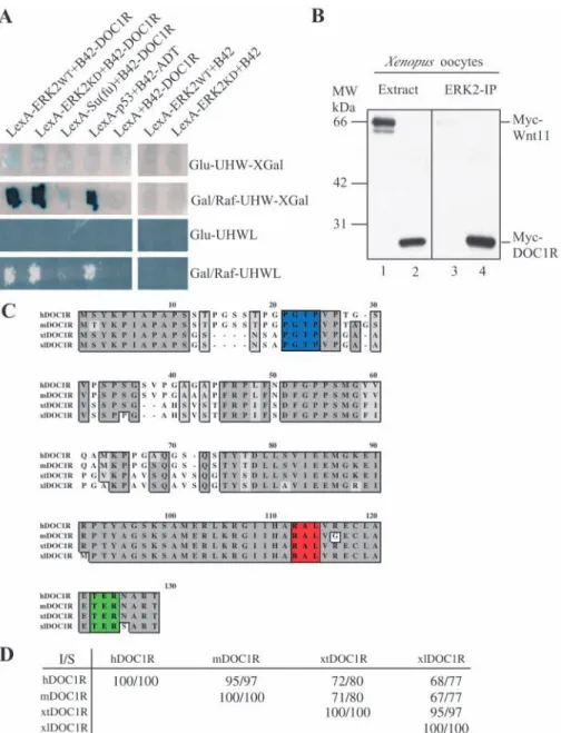 Fig. 1. Interaction between DOC1R and MAPK; alignments of DOC1R sequences. (A) Two- Two-hybrid interaction between DOC1R and MAPK