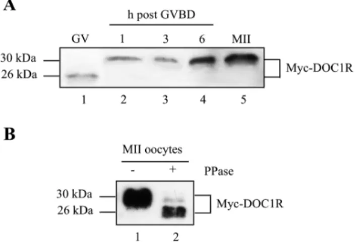 Fig. 3. DOC1R is regulated by phosphorylation. For A,B, immature oocytes were injected with RNA encoding the MYC-DOC1R protein and further cultured for different length of time