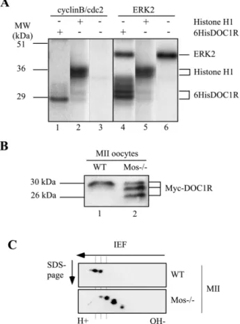 Fig. 4. cyclin B/CDC2 and MAP kinase phosphorylate DOC1R.