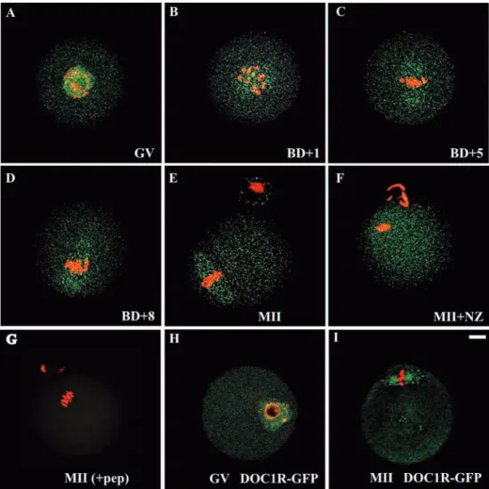 Fig. 5. DOC1R localizes to microtubules during meiotic maturation. (A-F) Localization of the endogenous DOC1R protein