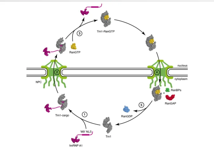 FIGURE 2 | Nuclear import cycle of Transportin-1. (step 1) Trn1 associates with its cargo via the NLS in the cytoplasm [free Trn1 in gray: PDB code 2QMR (Cansizoglu and Chook, 2007); hnRNP A1 cargo with its unstructured ‘ M9 ’ NLS in purple: PDB code 2LYV 