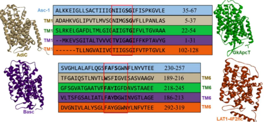 Figure 2.  Partial sequence alignment of Asc-1 (blue) versus AdiC (PDB ID: 5J4I, chain A colored in beige),  GkApcT (PDB ID: 5OQT, chain A colored in green), BasC (PDB ID: 6F2W colored in violet) and apo human  LAT1–4F2hc (PDB ID: 6IRS, chain B colored in 