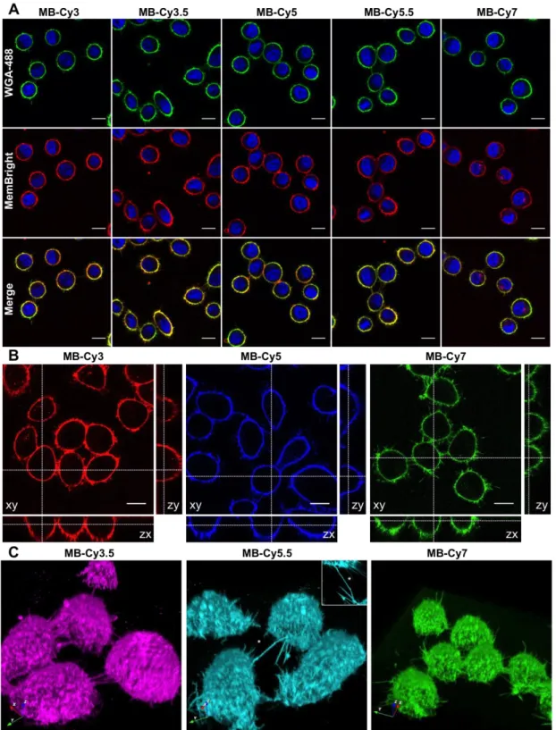 Figure 2. 2D and 3D confocal live cell imaging using MemBright. (A) Laser scanning confocal  microscopy of live KB cells labelled by 20 nM MemBright probes