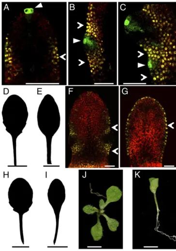 Fig. 2. Feedback regulation between CUC2 and auxin activity maxima via PIN1. (A – F) Confocal micrographs of DR5::GFP expression (green,  arrow-head) in sixth rosette leaf 500 μ m in length (A and B), ﬁ fth rosette leaf 750 μ m in length (C and D), and clo