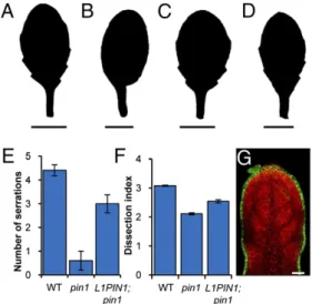 Table 1. AtML1::PIN1:GFP rescues vascular defects in pin1-7 mutants