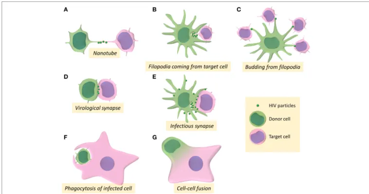 FiGURe 1 | Intercellular structures and processes involved in cell-to-cell transmission of HIV-1