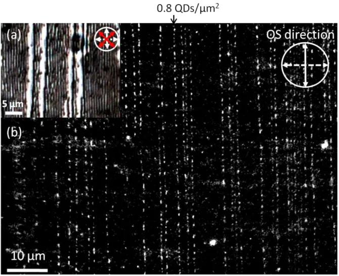 Figure 3. a.  Polarized Optical Microscopy image of an array of oily streaks formed in a thin  film  of  8CB/QDs  on  rubbed  PVA